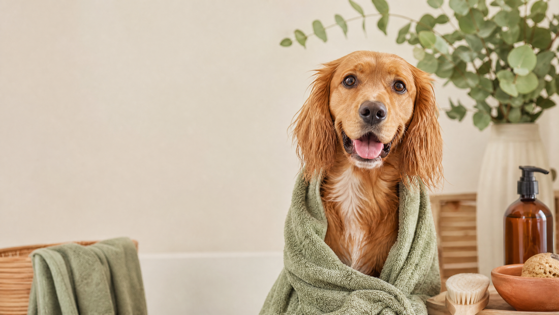 ¿Por qué mi perro tiene mal olor? Causas y cómo evitarlo