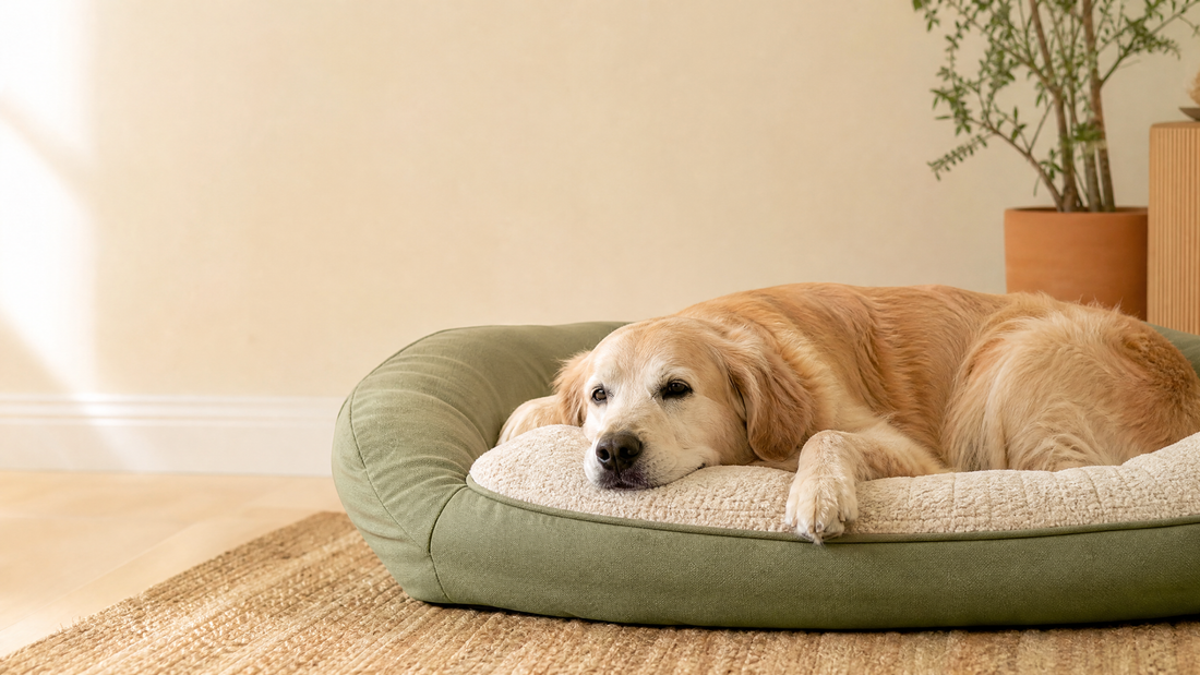 Cómo Elegir Cama para Perro Senior