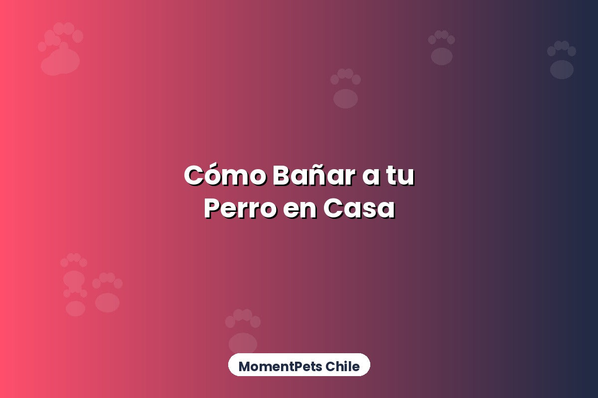 Cómo Bañar Correctamente a tu Perro en Casa: Guía Completa 2026