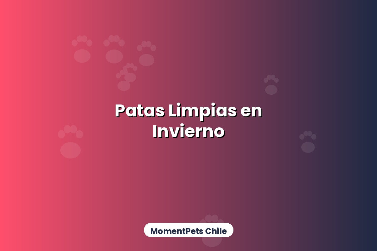 Cómo Mantener Limpias las Patas de tu Perro en Invierno
