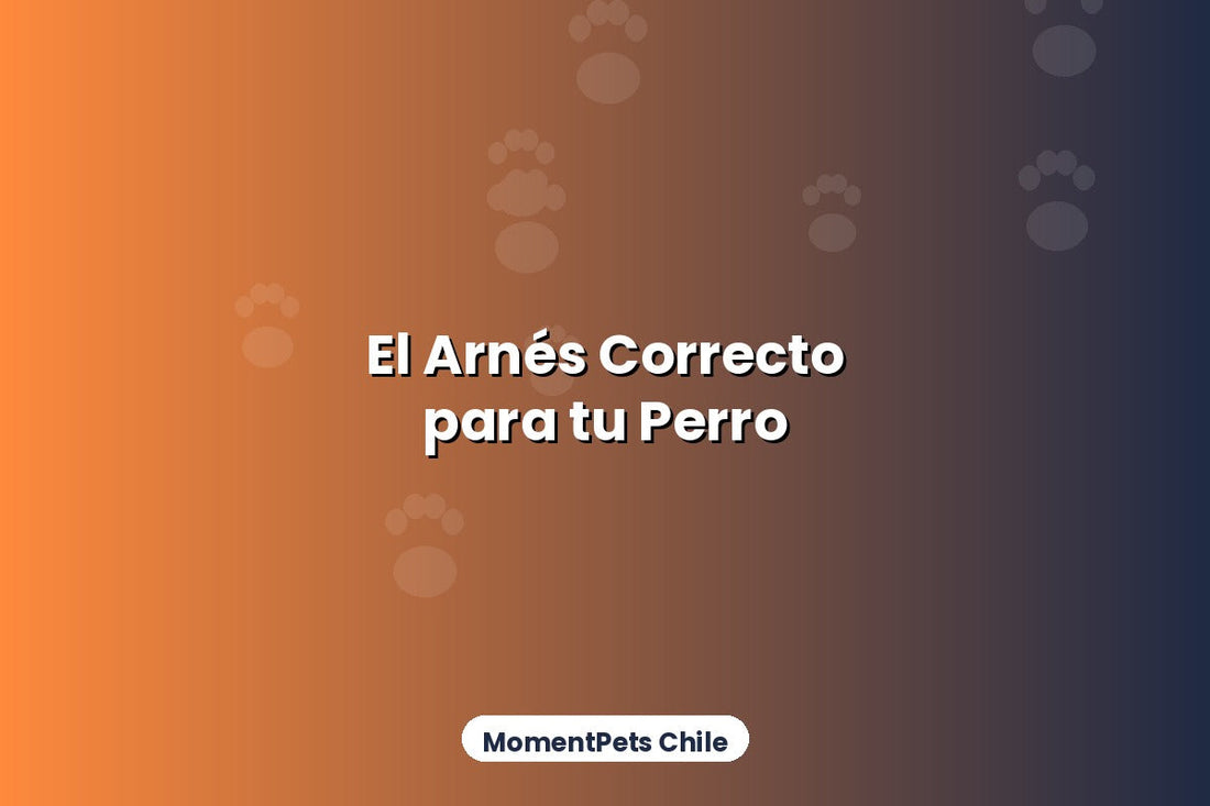 Cómo Elegir el Arnés Correcto para tu Perro