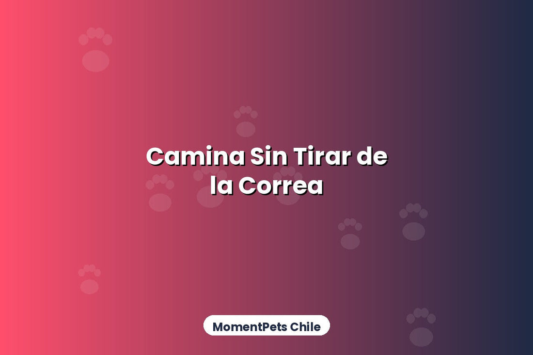 Cómo Enseñar a tu Perro a Caminar Sin Tirar de la Correa