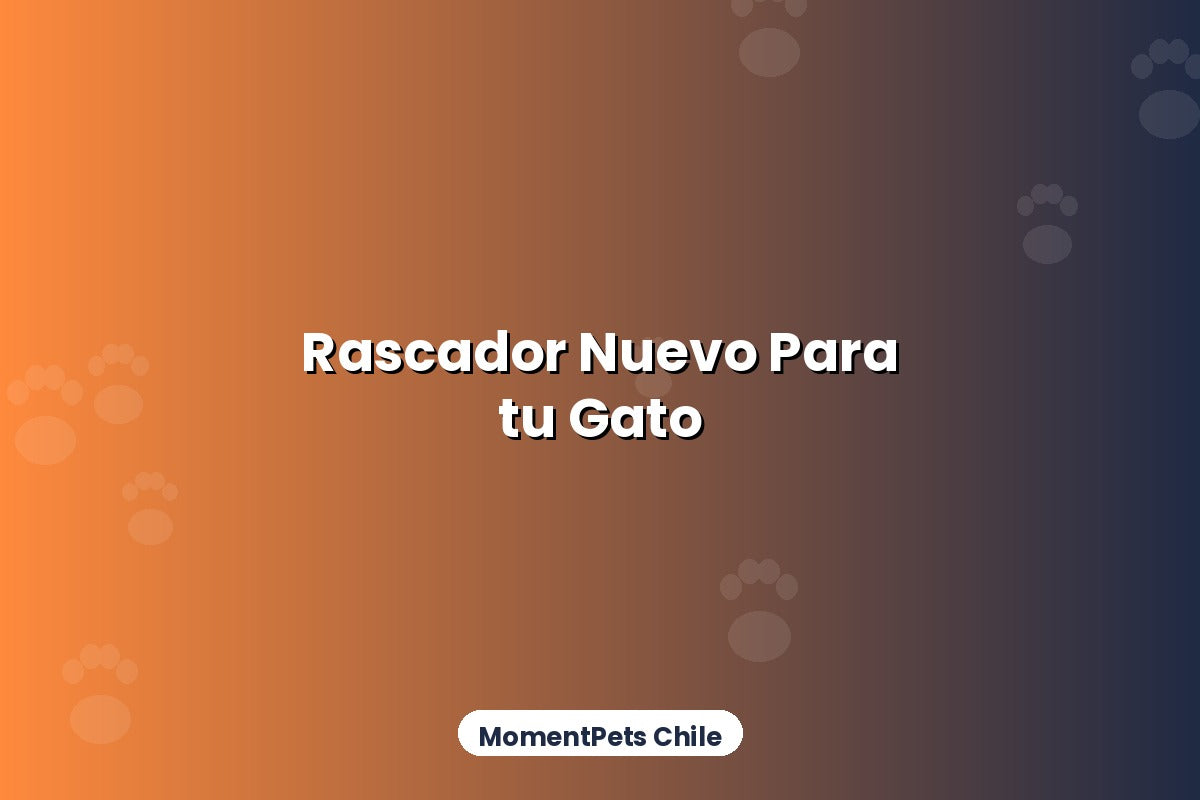 Señales de que tu Gato Necesita un Rascador Nuevo