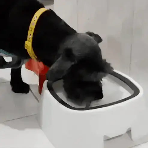 Bebedero Antiderrame "SinDerrame" para mascotas | Mascotas - Envío gratis Chile