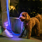 Collar Luminoso LED USB "BrilloNocturno" para mascotas | Paseo y Aire Libre - Envío gratis Chile
